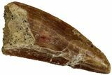 Bargain Raptor Tooth - Real Dinosaur Tooth #300942-1